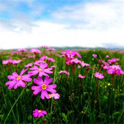 bg博冠APP下载截图